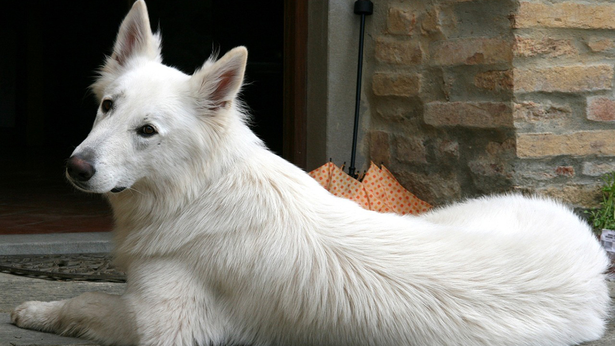Berger Blanc Suisse : caractère, éducation, santé, alimentation