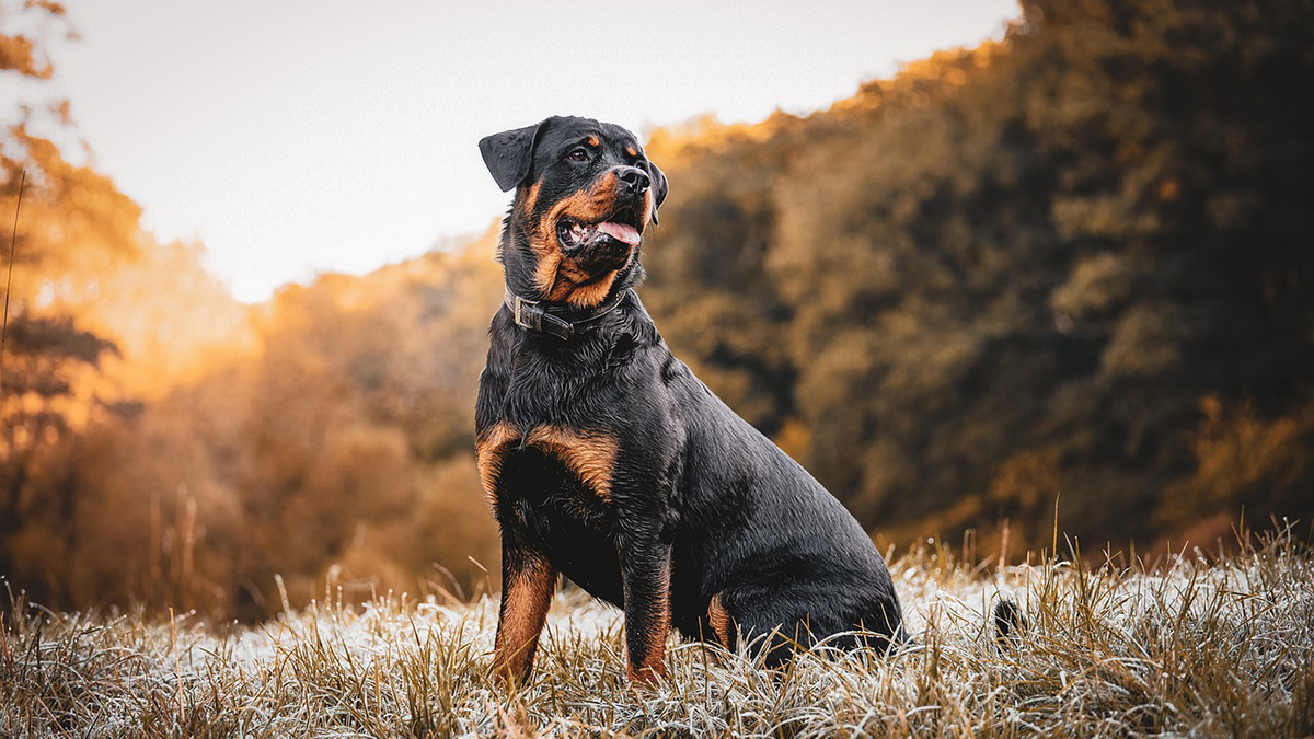 Rottweiler Caract re ducation Sant Alimentation